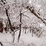 峨眉山血图片 自然风光 风景图片