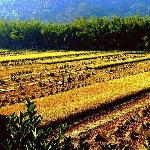 稻田秋色图片 自然风光 风景图片