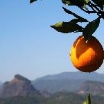 平远行——脐橙图片 自然风光 风景图片
