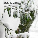 雪中等待图片 自然风光 风景图片