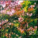 焦山的秋天图片 自然风光 风景图片