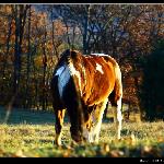 Great Smoky Mountain National Park I图片 自然风光 风景图片