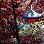 枫叶更比往年红图片 自然风光 风景图片