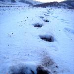雪原足迹图片 自然风光 风景图片