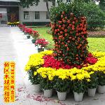 柑树——爸爸的作品图片 自然风光 风景图片