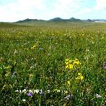 美丽的坝上草原—野花图片 自然风光 风景图片