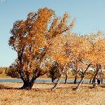 额尔齐斯河畔的秋景（四）图片 自然风光 风景图片