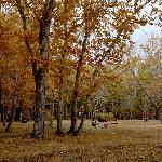 额尔齐斯河畔的秋景（一)图片 自然风光 风景图片