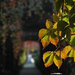 秋天一城图片 自然风光 风景图片