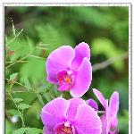 植物园热带兰花展图片 自然风光 风景图片