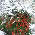 冬季*温哥华第一场雪图片 自然风光 风景图片