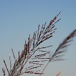 岸草秋日图片 自然风光 风景图片