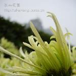 记忆中的菊展图片 自然风光 风景图片
