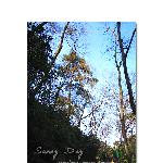 Sunny Day图片 自然风光 风景图片