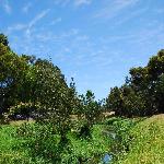 我家旁边的小溪  - Moonee Ponds Creek图片 自然风光 风景图片