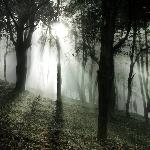 迷雾深林图片 自然风光 风景图片
