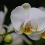 拍兰花图片 自然风光 风景图片
