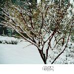 雪花浮图片 自然风光 风景图片