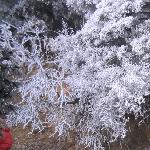 冰树图片 自然风光 风景图片