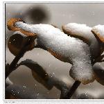 年的大雪图片 自然风光 风景图片