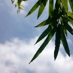 Sky. Leaf图片 自然风光 风景图片