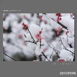 雪后的家乡图片 自然风光 风景图片