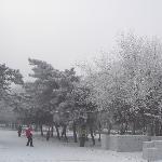 雪后北陵公园（一组）图片 自然风光 风景图片