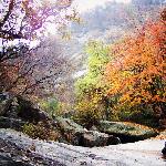木札岭金秋红叶pp--图片 自然风光 风景图片