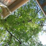 多伦多槐树图片 自然风光 风景图片