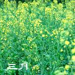 三月菜花黄图片 自然风光 风景图片