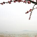 太湖梅花开图片 自然风光 风景图片