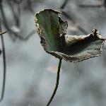 残荷号图片 自然风光 风景图片