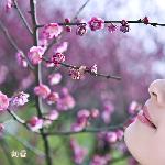 梅++香图片 自然风光 风景图片