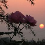 夕阳玫瑰图片 自然风光 风景图片
