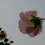 木芙蓉之蝉翼图片 自然风光 风景图片