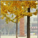 雁塔金秋图片 自然风光 风景图片