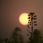 夕阳与油菜花----野森摄影图片 自然风光 风景图片
