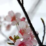 季节映象-樱花图片 自然风光 风景图片
