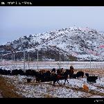 红原雪域草原图片 自然风光 风景图片