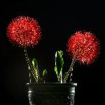 网球花图片 自然风光 风景图片