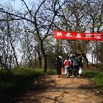 桃花开了图片 自然风光 风景图片