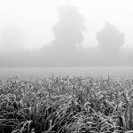 雾的表情图片 自然风光 风景图片
