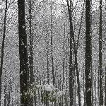 雪中活化石《水杉》图片 自然风光 风景图片