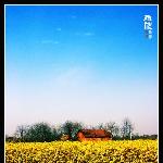 又见春野浥轻黄图片 自然风光 风景图片