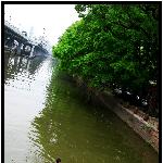 木棉·沙面剪影图片 自然风光 风景图片