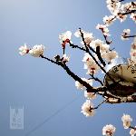 春。时光图片 自然风光 风景图片
