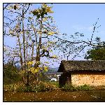 银杏村纪行图片 自然风光 风景图片