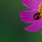 季节映象-花儿.甲壳虫图片 自然风光 风景图片
