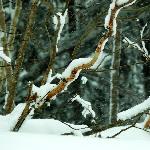 林海雪原___日本北海道图片 自然风光 风景图片