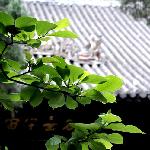 &#;漫游武侯祠&#;图片 自然风光 风景图片